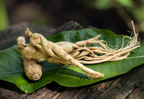 Panax Ginseng