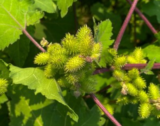 Xanthium